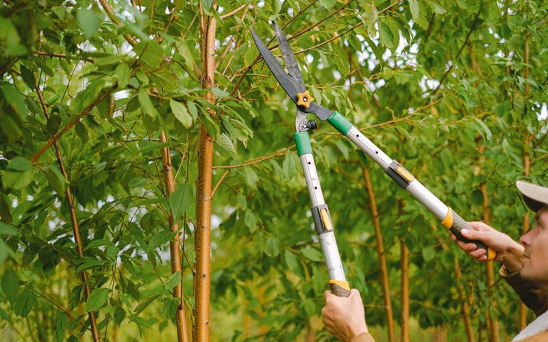Tree trimming in Compton, AR